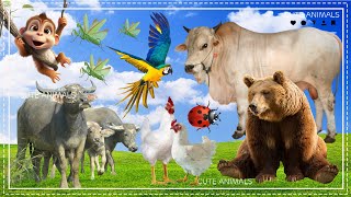 Funny farm animal moments: Monkey, Bear, Chicken, Bird, Buffalo - Animal sounds