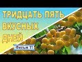 Желтоплодные сорта черешни Приусадебная желтая Россошанская золотая Янтарный мед Фильм 11