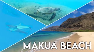 Swimming with Dolphins at Makua Beach | Best Beaches on Oahu, Hawaii