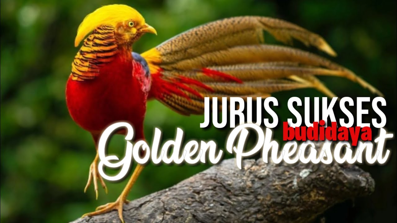Jurus sukses budidaya ayam hias golden pheasant. Dengan cara yang