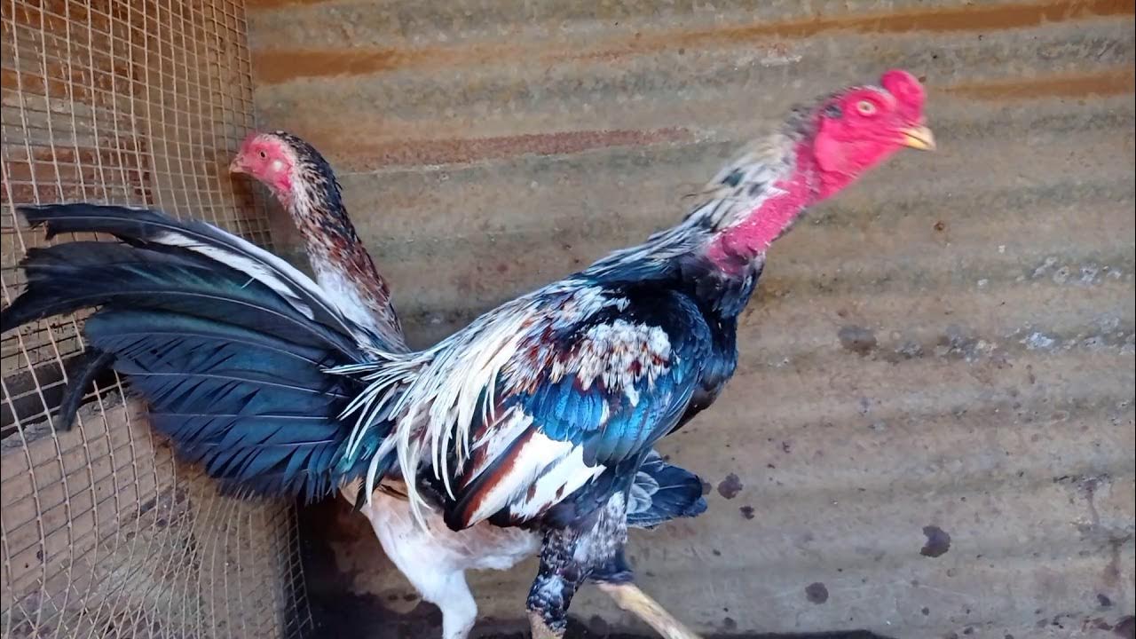 Coq de Combat de la Réunion (les coqs et poules sont en plumes) YouTube
