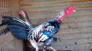 Coq De Combat De La Réunion Les Coqs Et Poules Sont En Plumes