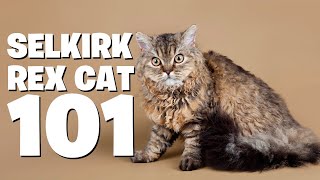 The Selkirk Rex Cat :An InDepth Guide to This Gorgeous Cat Breed