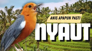 Download Lagu LANGSUNG NYAUT 10000 % ‼️ ANIS MERAH MACET BUNYI JIKA DENGAR SUARA INI PASTI NYAUT LANJUT GACOR | 22 MP3 Download Lagu LANGSUNG NYAUT 10000 % ‼️ ANIS MERAH MACET BUNYI JIKA DENGAR SUARA INI PASTI NYAUT LANJUT GACOR | 22 MP3