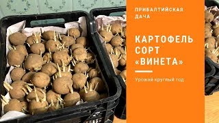 Картофель Винета . Семенной Картофель.