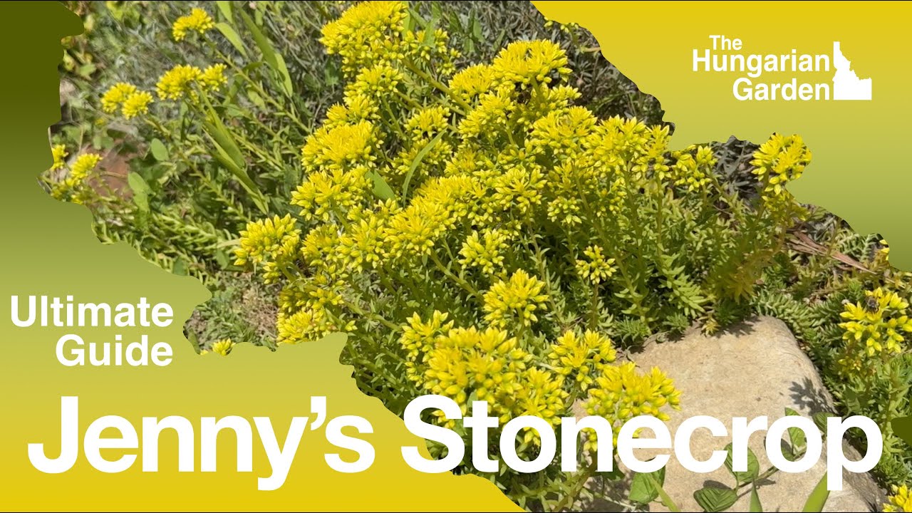 Petrosedum Rupestre / Jenny’s Stonecrop