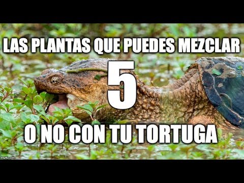 Video: Plantas peligrosas para las tortugas: qué plantas son venenosas para las tortugas