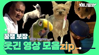 [PD픽] 지금 졸린 당신을 위한😴 정신없이 웃긴 동물 모음.zip 🤣ㅣFor You Who Are Snoozing 😴 Sleepy Animals Compilation.zip