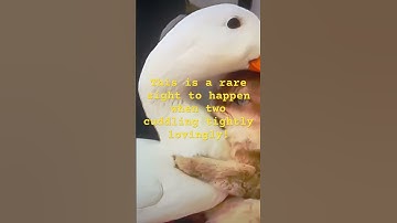 Guess what is in this video? This is an extraordinary and exceptionally happening!Watch & find out!