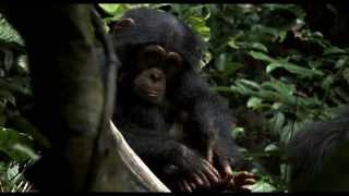 Making Of Chimpanzee (2012) by Roel71 2,823 views 10 years ago 4 minutes, 20 seconds