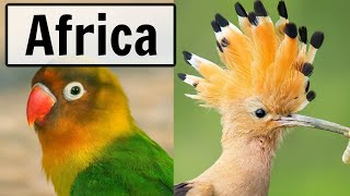 South Africa – LIVE Bird Feeder and Wildlife Camera