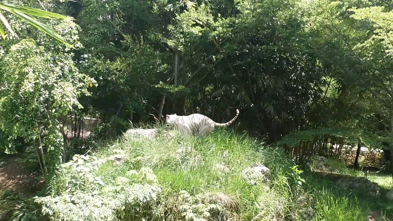 White Tiger pooping - YouTube