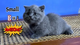 Meet “THE MUNCHKIN” kittens by Raven’s Cattery 472 views 4 months ago 2 minutes, 10 seconds