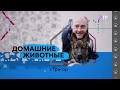 Выпуск передачи Домашние животные с Григорием Манёвым. 03.11.19.