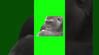 Gorilla Drinking A Beer | Green Screen