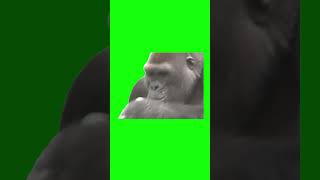 Gorilla Drinking a Beer | Green Screen