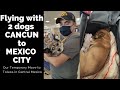 Flying WITH 2 dogs from CANCUN to MEXICO CITY