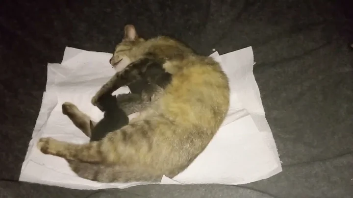 Watch the video about Mom cat Neva and her kittens