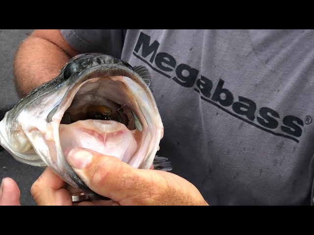 Why You Should Smell Inside The Mouth's Of Bass You Catch 