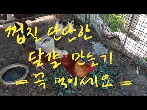 ♡30 껍질 단단한 달걀 만들기ㅡ이걸 꼭 닭에게 먹이세요