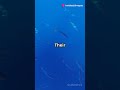 Amazing facts about sailfish..  #sailfish #amazing #amazingfacts #amazingshorts #facts #fact
