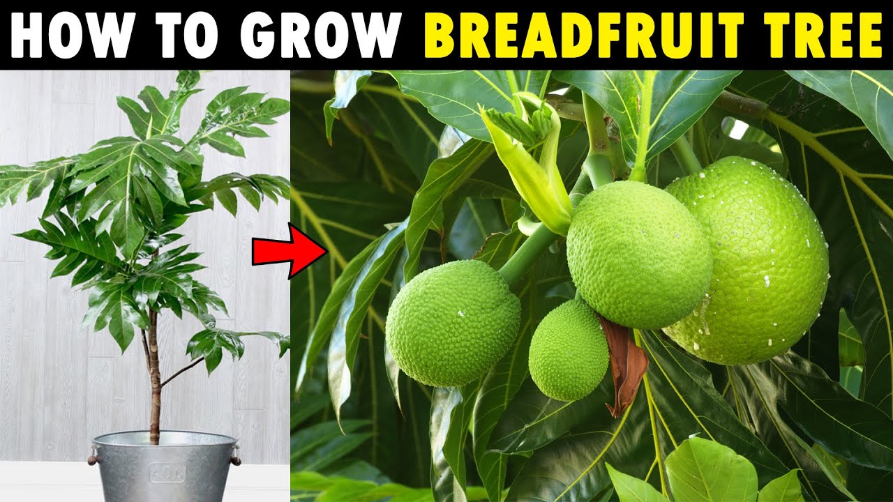 Breadfruit Tree Growing How To Grow Breadfruit Tree Dwarf Jackfruit