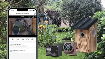Battery-Powered Wireless Birdbox Camera