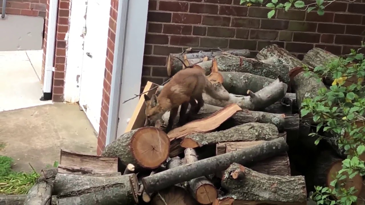 Fox Kits Playing Outside our Living Room Window - YouTube