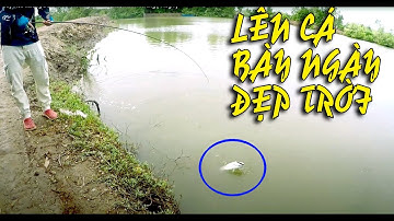 Cá Chẽm Bình Đại - Bầy Heo Khủng Đã Bị Bắt - Fishing Barramundi/Minh Fishing [ Vlog 7]