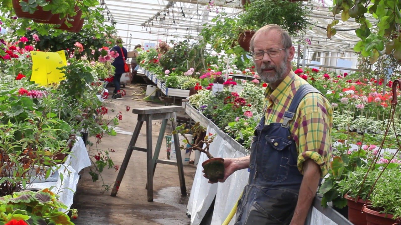Sune trygg s fantastiska pelargoner ! se här! youtube