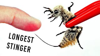 STUNG by the Longest Stinger! (Cow Killer Ant)