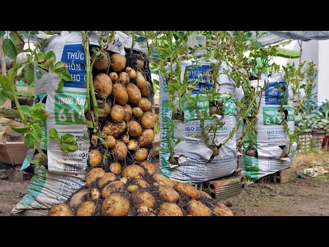 Why do potatoes grow in bags of soil have so many tubers? Here is the answer