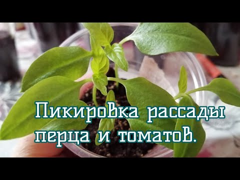 #Рассада #пикировка # перцы # томаты✅Пикирую перцы и томаты.