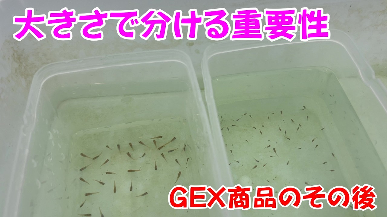 【めだか】成長段階ごとに分ける事で成長と生存率を上げる　Ｂ型おやじ　2026年　2月　26日　投稿