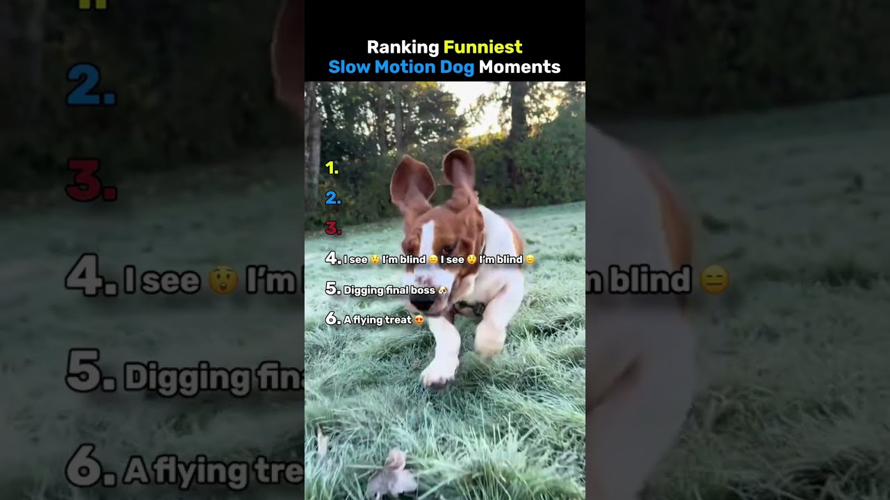Ranking Funniest Dogs Slow Motion Moments 😂