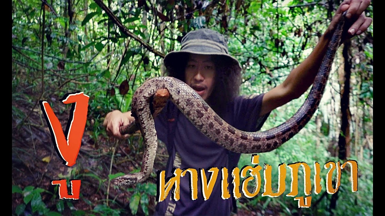 งูไวเปอร์เมืองไทย...!!! 1ในงูพิษอันตรายที่สุดบนเทือกเขาสูง...!! [โจโฉ]