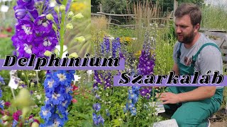 Egy igazi romantikus kert nyári virága | Delphinium – Szarkaláb