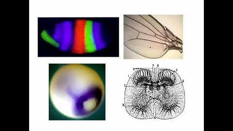 Morphogen Tissue Patterning