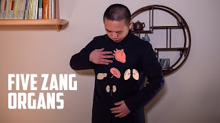 Introduction to Internal Organs in Chinese Medicine (Part 2 of 3)