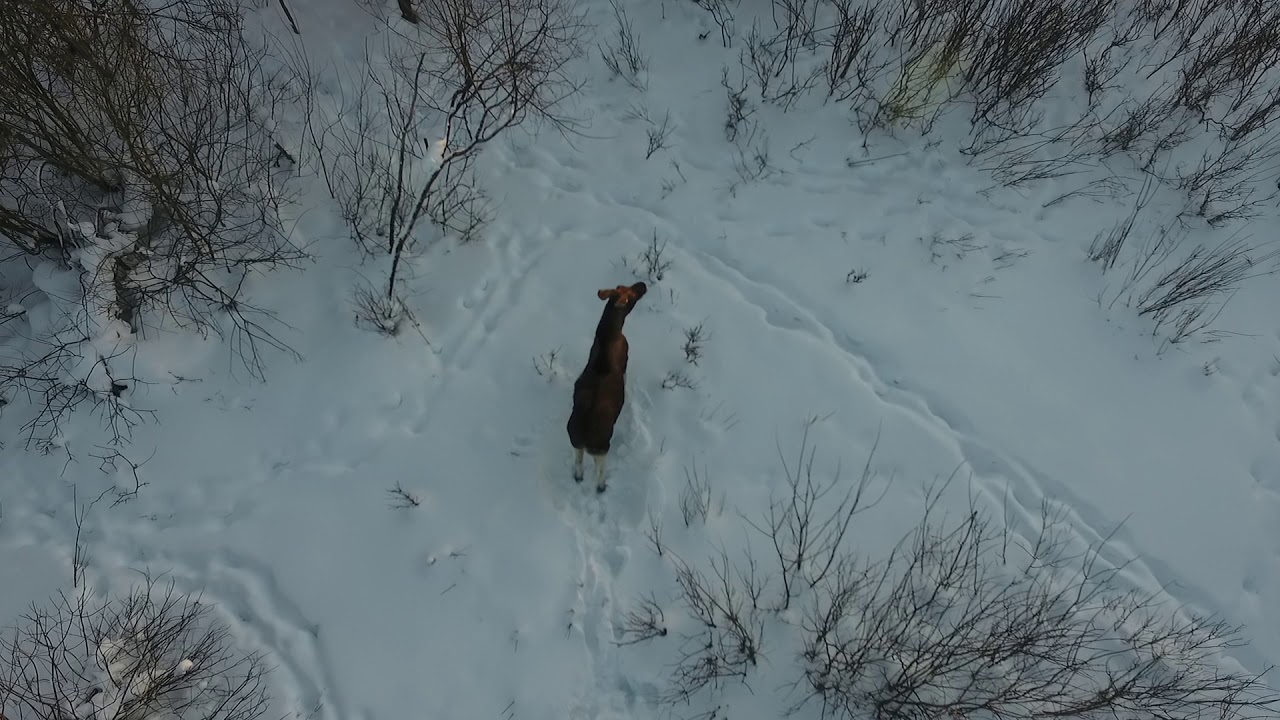 квадрокоптер лоси. фото лося с квадрокоптера. лоси с квадрокоптера. охота с квадрокоптера на лося. квадрокоптер лоси.