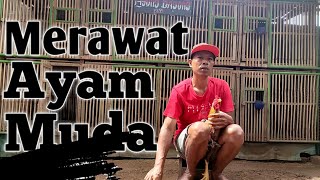 Rawatan perdana ayam muda || ayam jenis mangon