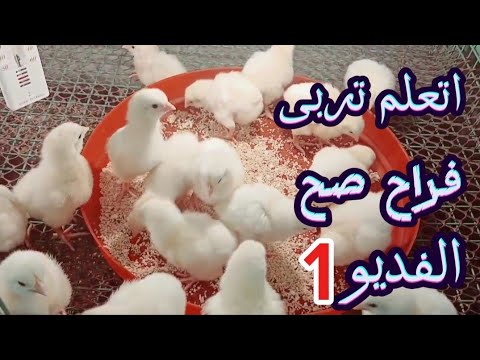 اتعلم تربى فراخك صح خلي بالكم الاخطاء دي هي اللي بتسبب سرده وضعف الاوزان