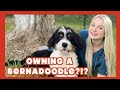 Owning a Berna-Doodle? | Doodles