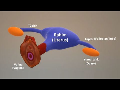 Kürtaj Antalya, Animasyon Videosu  - Vakumlu Kürtaj Videosu | Op. Dr. Funda Yazıcı Erol