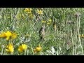 Pheucticus melanocephalus - Black-headed Grosbeak (female)