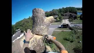 Pine tree removal  . (2nd longer edit )