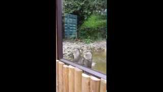 Cute otters begging for fish