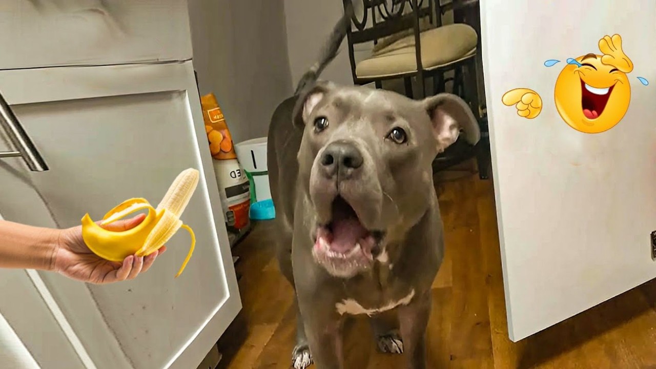 These Dog Videos of the Year Will Make You Laugh Way Too Hard 😂🐶