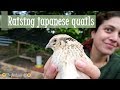 How to care for japanese quails (Coturnix japonica): the basics [REUPLOAD]