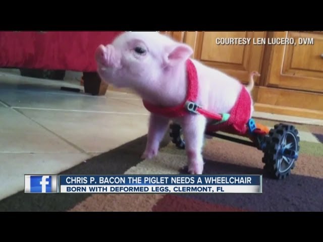 Chris P. Bacon is an internet star! class=